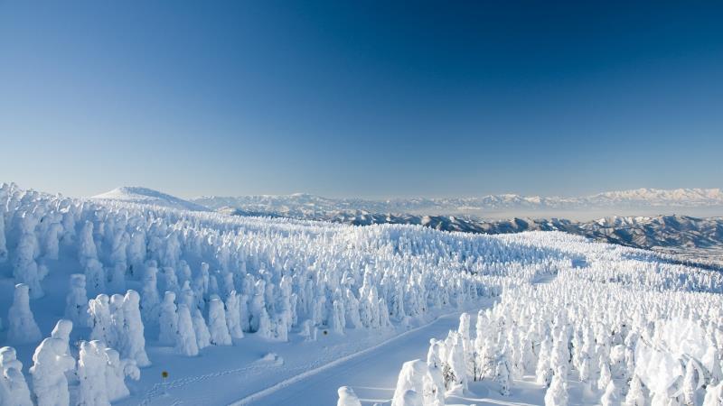 森林雪景.jpg