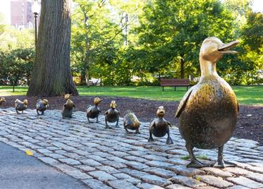在新圣女修道院的公园里，必须要给这群小鸭子让路