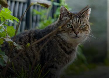 猫城：泽列诺格拉茨克