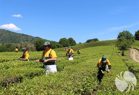 马采斯塔茶叶种植园